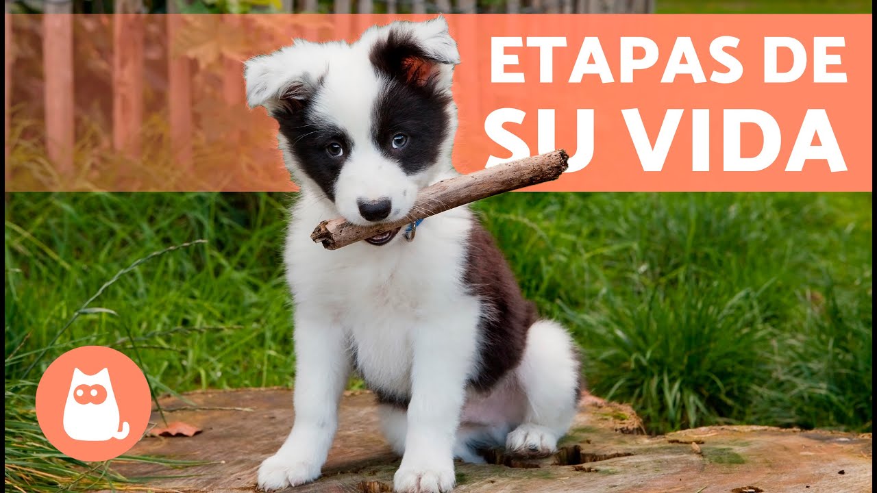 &iquest;Hasta qu&eacute; EDAD un PERRO es CACHORRO? 🐶 (Etapas del Comportamiento de un Perro)