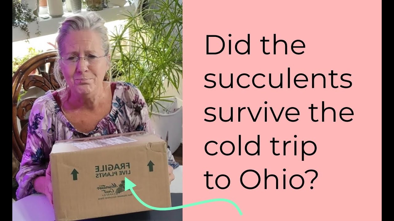 Unboxing Succulents From Mountain Crest Gardens | Cold Temperatures