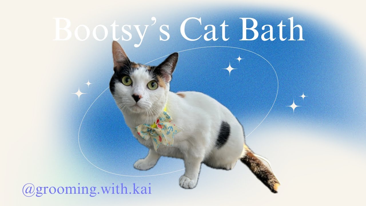 Bootsy's Pet Bath Package - Cat Grooming - Cat Deshed