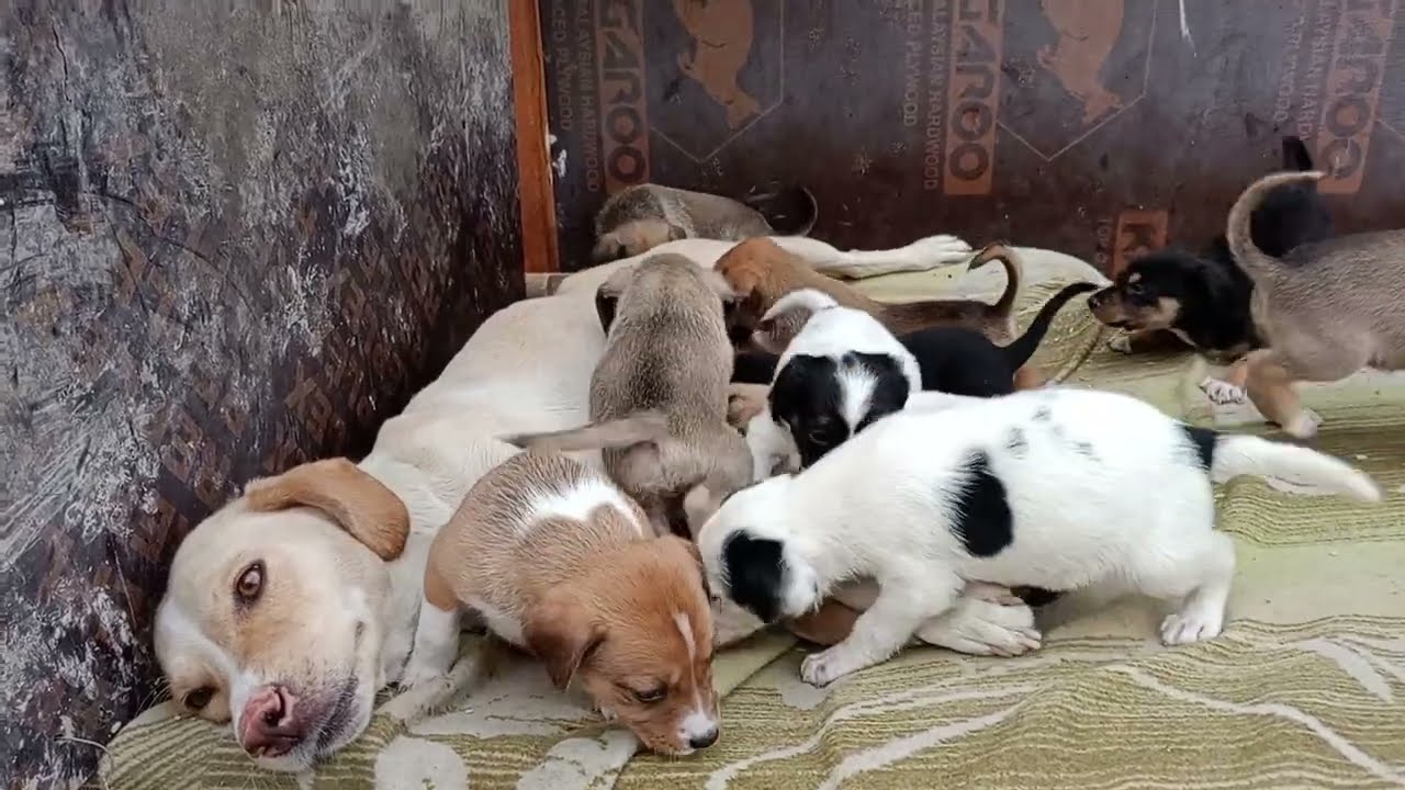 ⚠️ Warning Educational Purpose: Dog Feeds Her Puppies ❤️// Puppies Drinking Milk From Their Mother