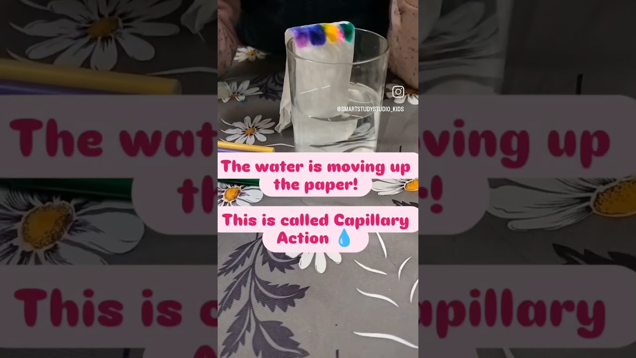 Capillary Action Experiment 🌈!