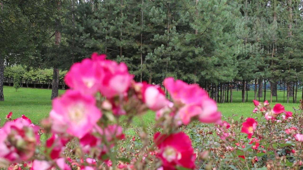 Canon EOS 650D - video - AF modes