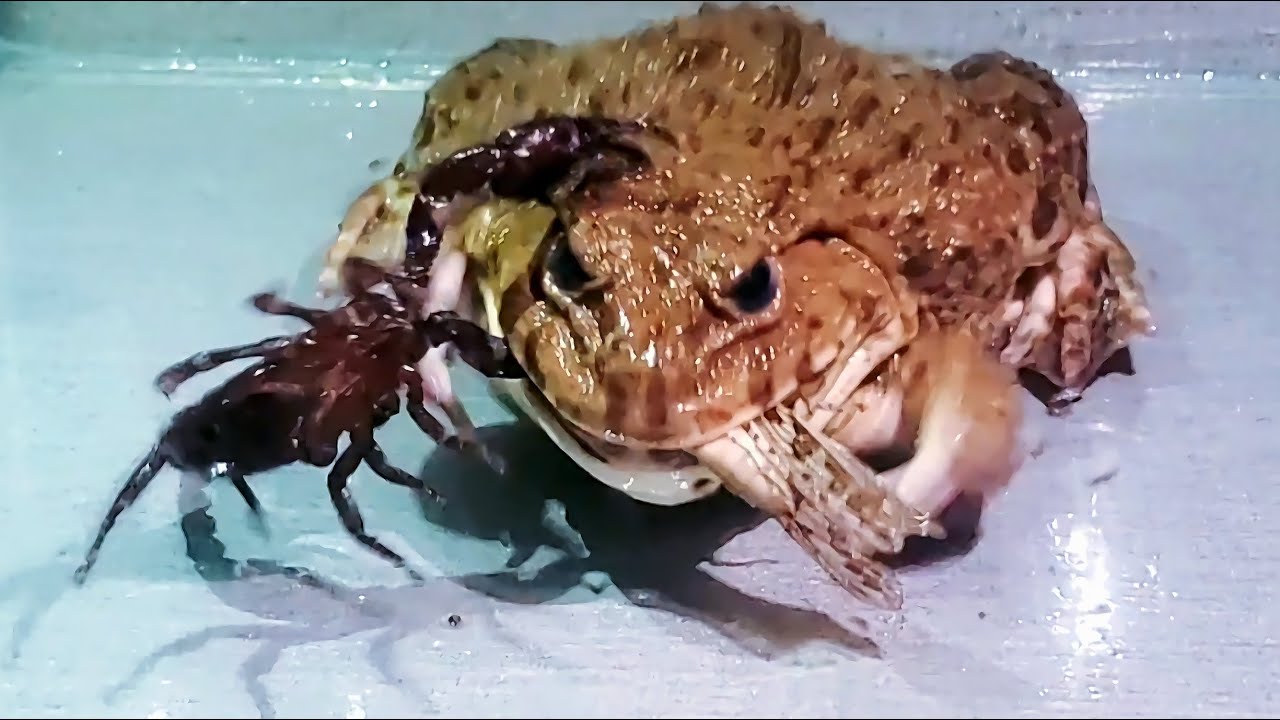 Asian Bullfrog Eats Scorpion and Grasshopper! Asian Bullfrog Live Feeding