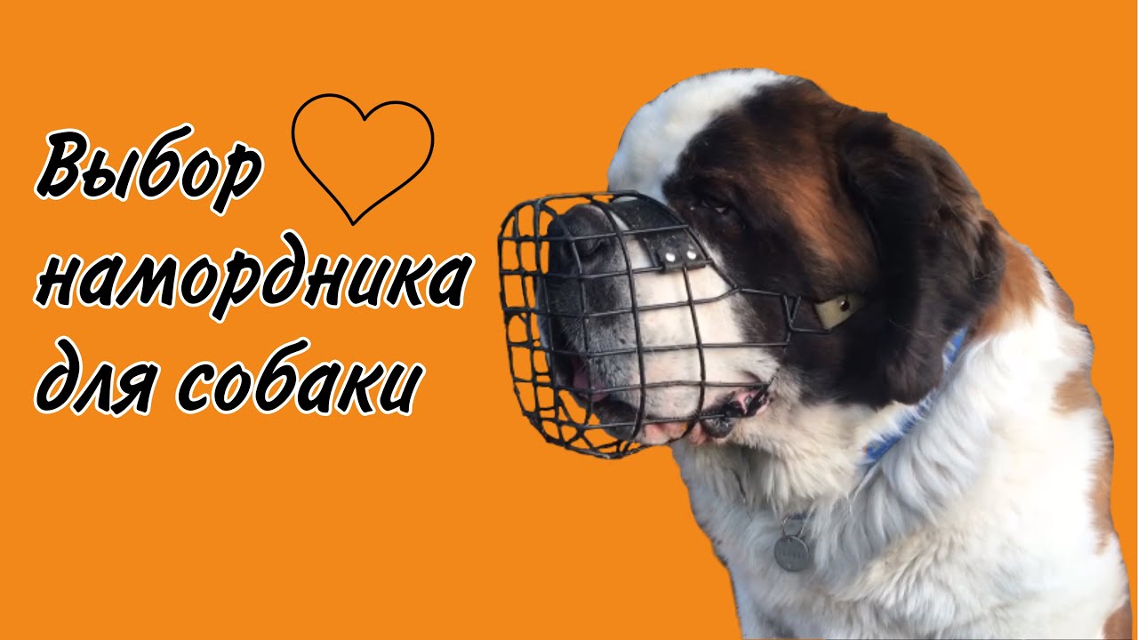 Самый лучший намордник для собаки | Как выбрать намордник? | СЕНБЕРНАР