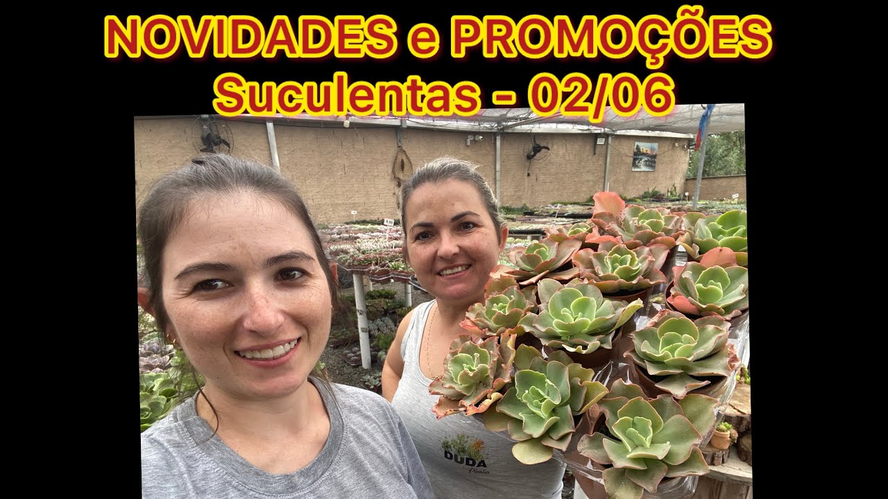NOVIDADES e PROMOÇÕES - Suculentas - 02/06