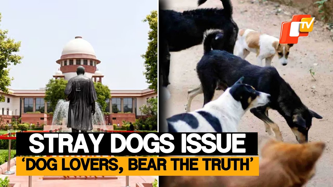 SC&rsquo;s Stray Dog Ruling Reminds Us The Hard Truth - Lives Over Sentiment