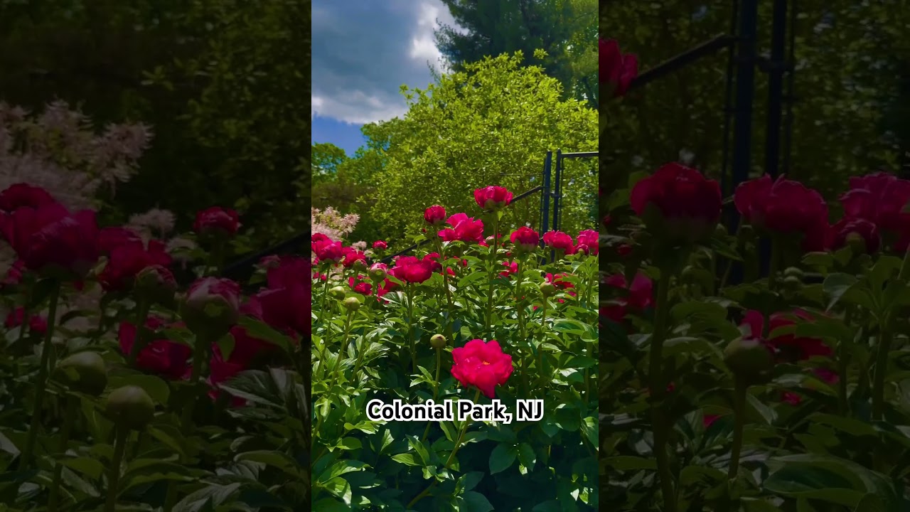 Peony | Colonial Park Gardens | Backyard Garden Highlights