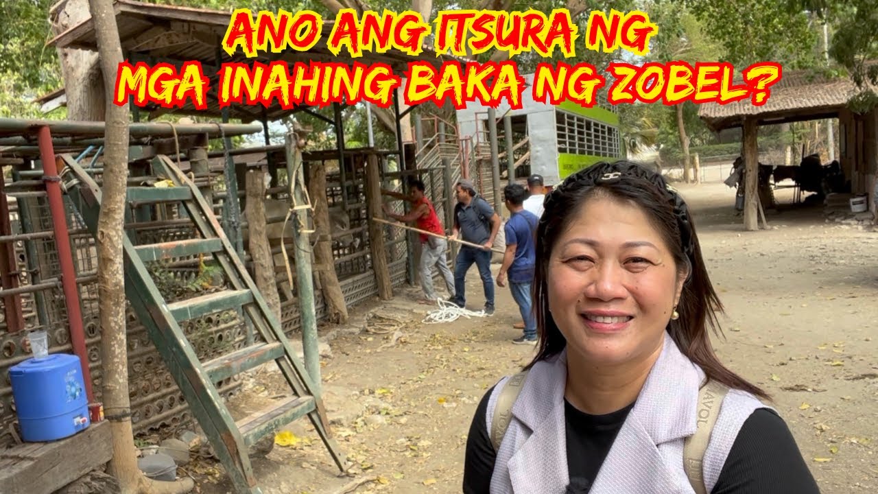 ANO ANG ITSURA NG MGA INAHING BAKA NG ZOBEL? | CATTLE FARM AT HACIENDA BIGAA | SOLLE'S GANDANG BUHAY