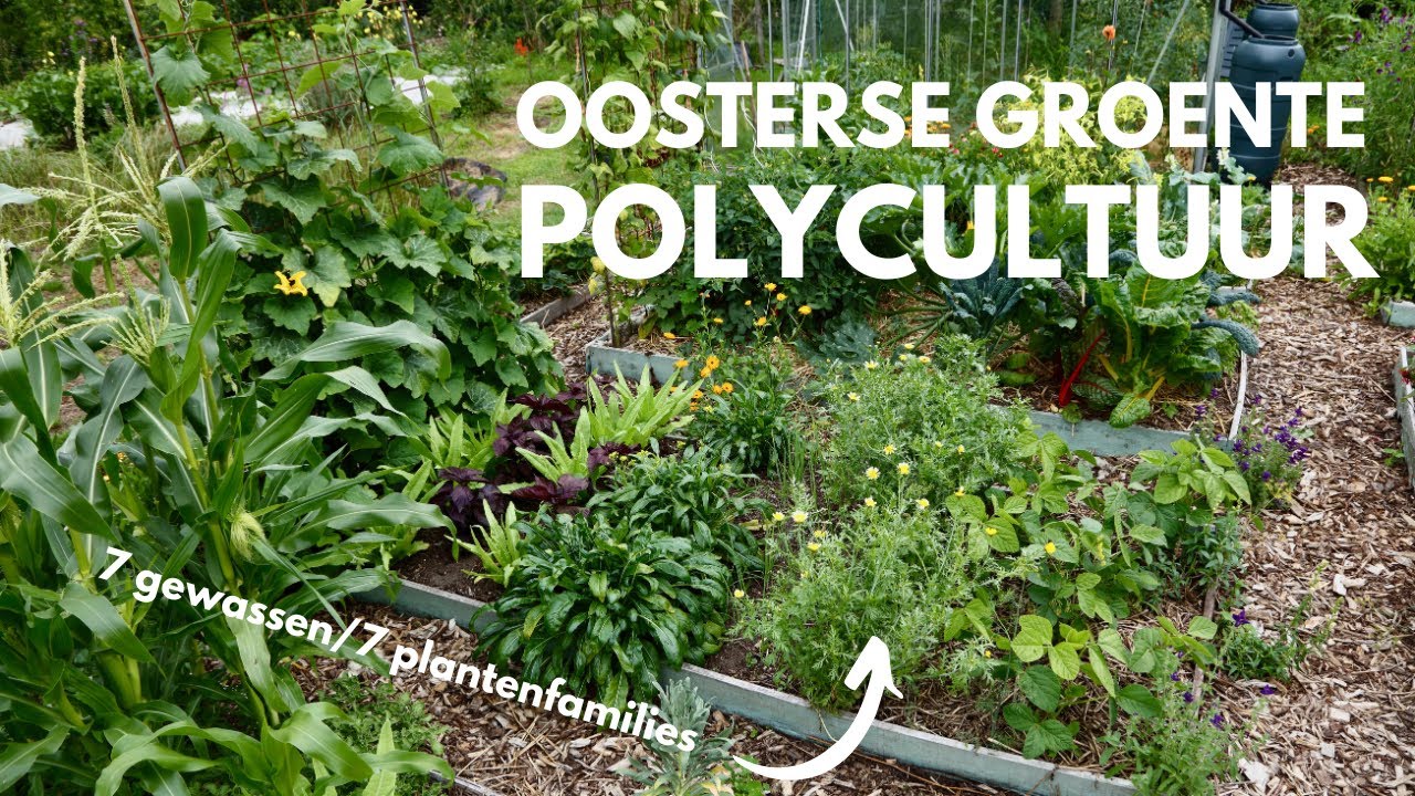 OOSTERSE POLYCULTUUR- 1 bed, 7 groentes uit 7 plantenfamilies! #permacultuur #moestuin