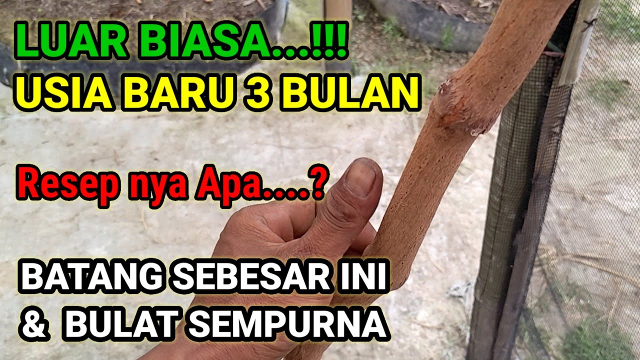 Trik‼️Batang Anggur Cepat besar