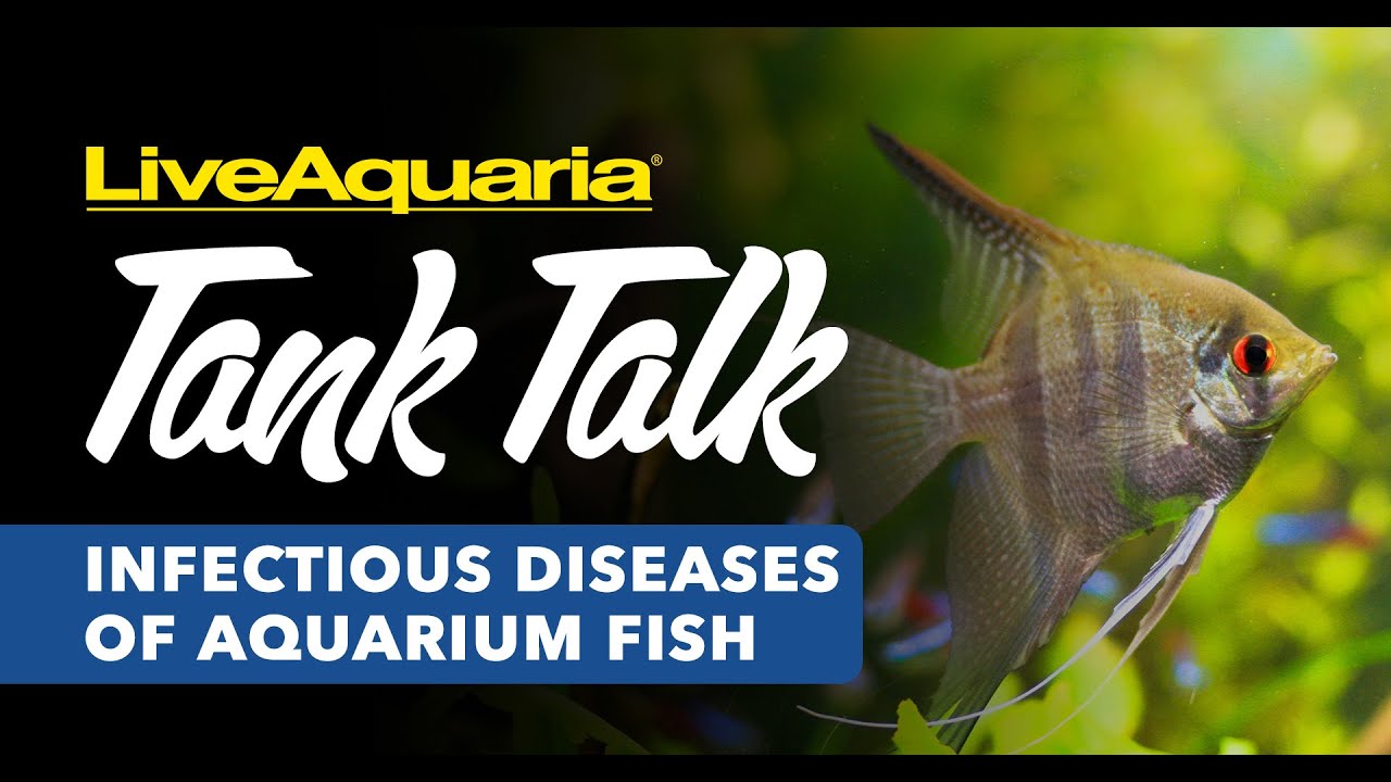 LiveAquaria Tank Talk: Infectious Diseases of Aquarium Fish