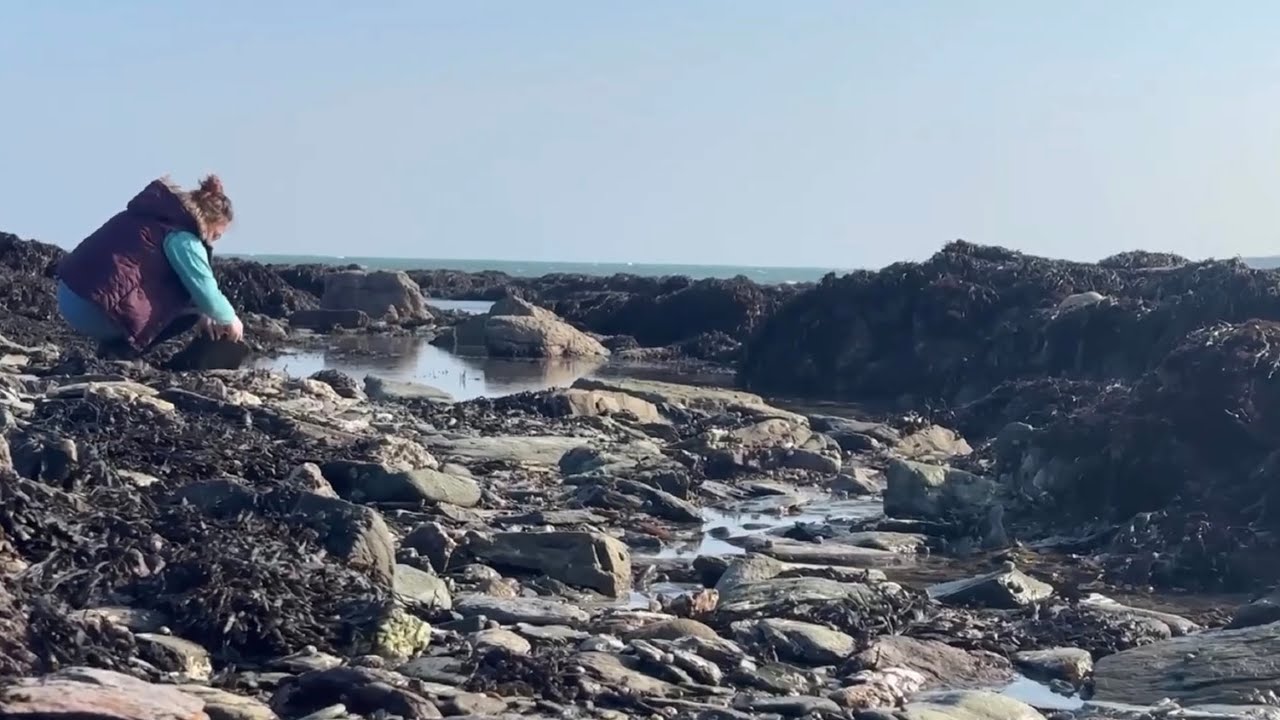 Rockpooling Adventure, Hannafore Cornwall - lots of crabs, prawns and other wonderful marine life 