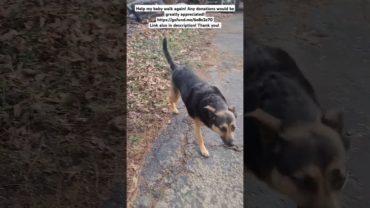 Help Leia walk again! 2nd ACL surgery! 
