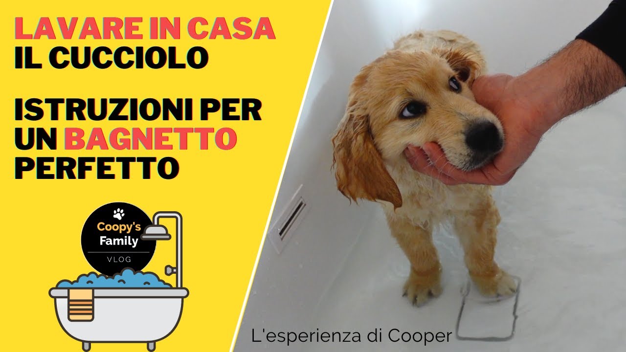 Come lavare in casa un cucciolo | Istruzioni per un bagnetto perfetto