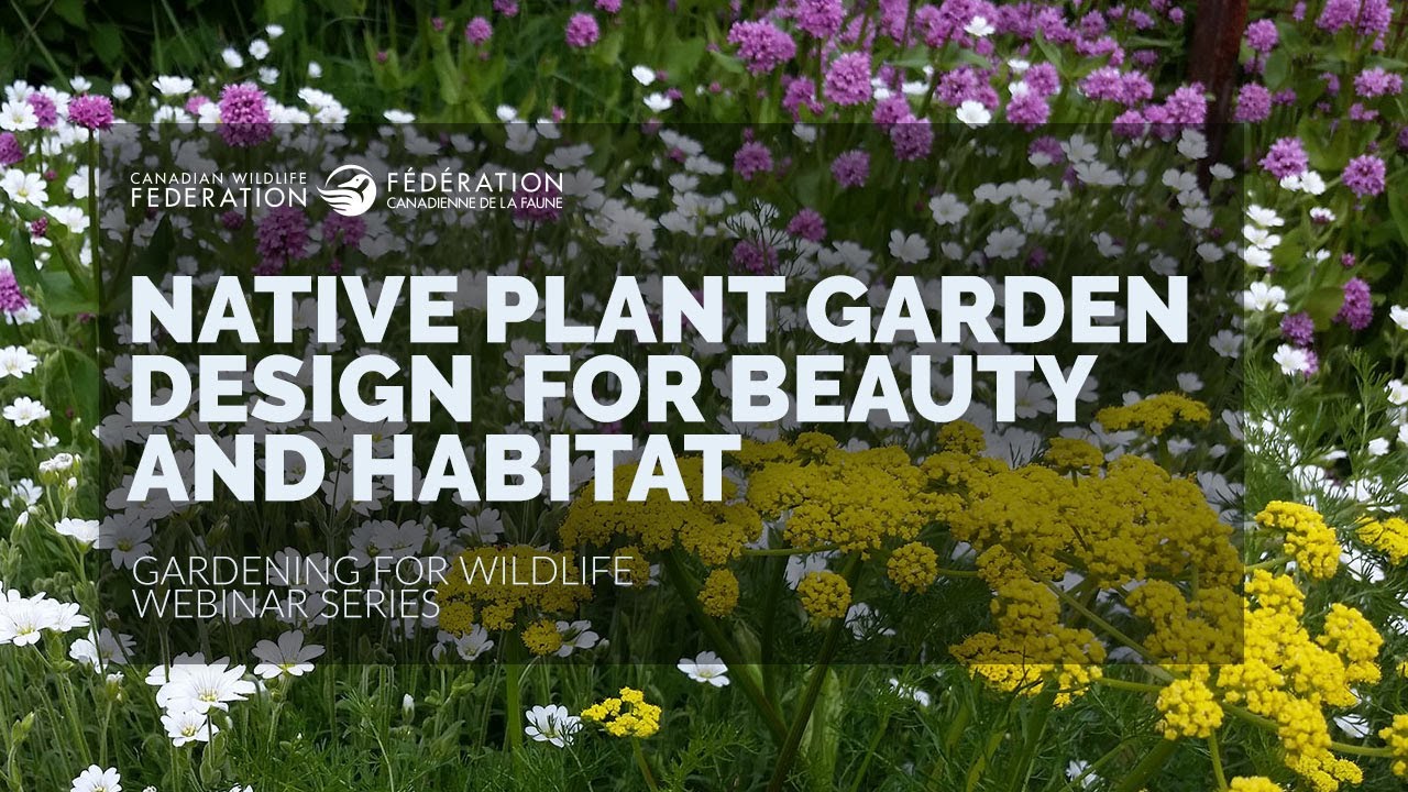 Native Plant Garden Design for Beauty and Habitat (Webinar)