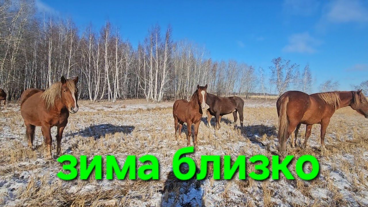 Табунное коневодство | погрузка жеребят. 