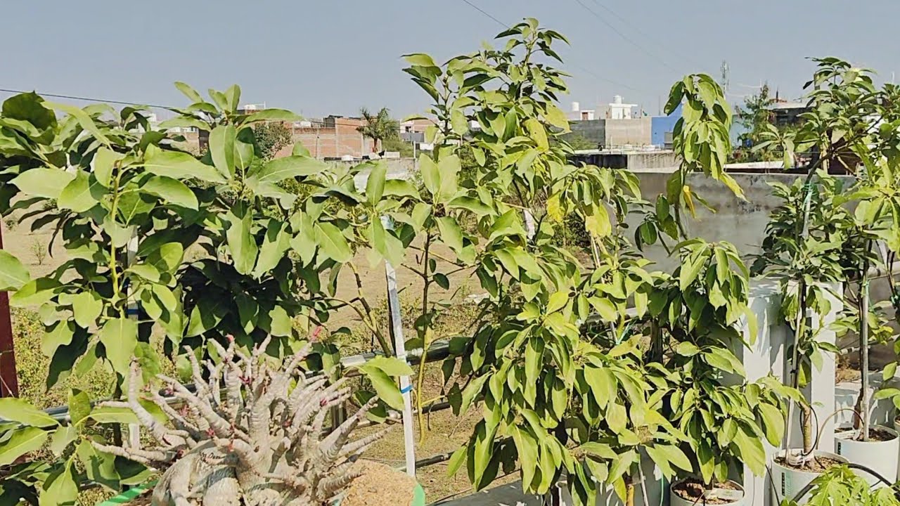 एवोकाडो में एक साल में हैरान करने वाला ग्रोथ | avocado amazing growth within a year 