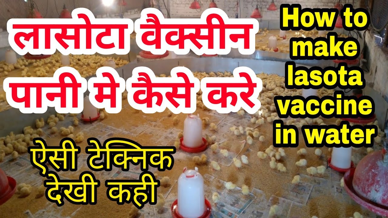 लासोटा वैक्सीन पानी मे कैसे करे ! How to make lasota vaccine in water