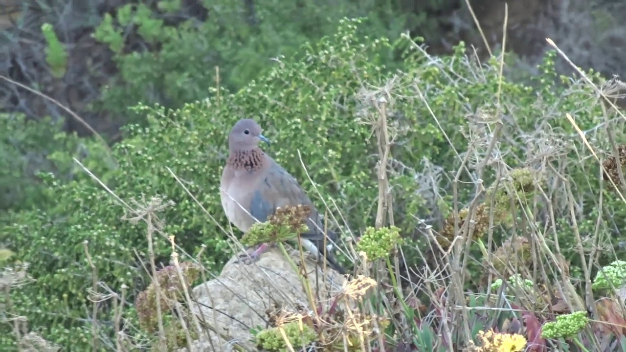 Горлицa малая  Streptopelia senegalensis.