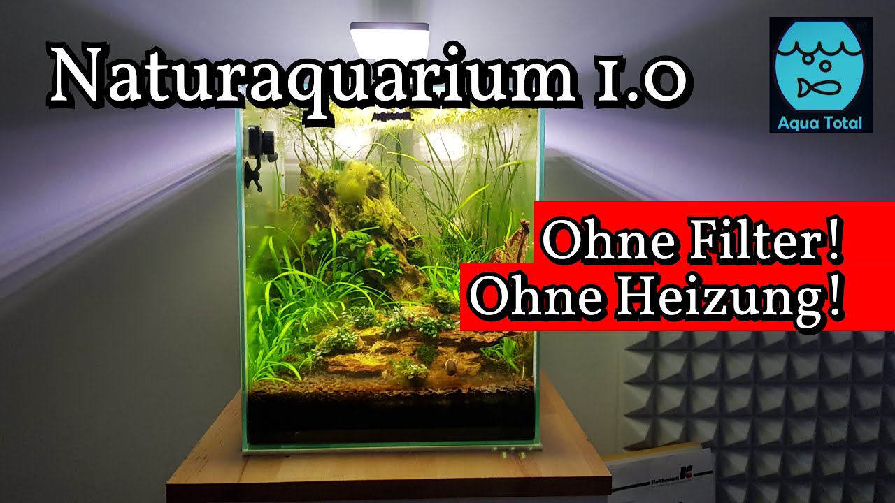 Aufbau und Einrichtung des Naturaquarium 1.0 ohne Filter ohne Heizung - Aquascape Pflanzenaquarium