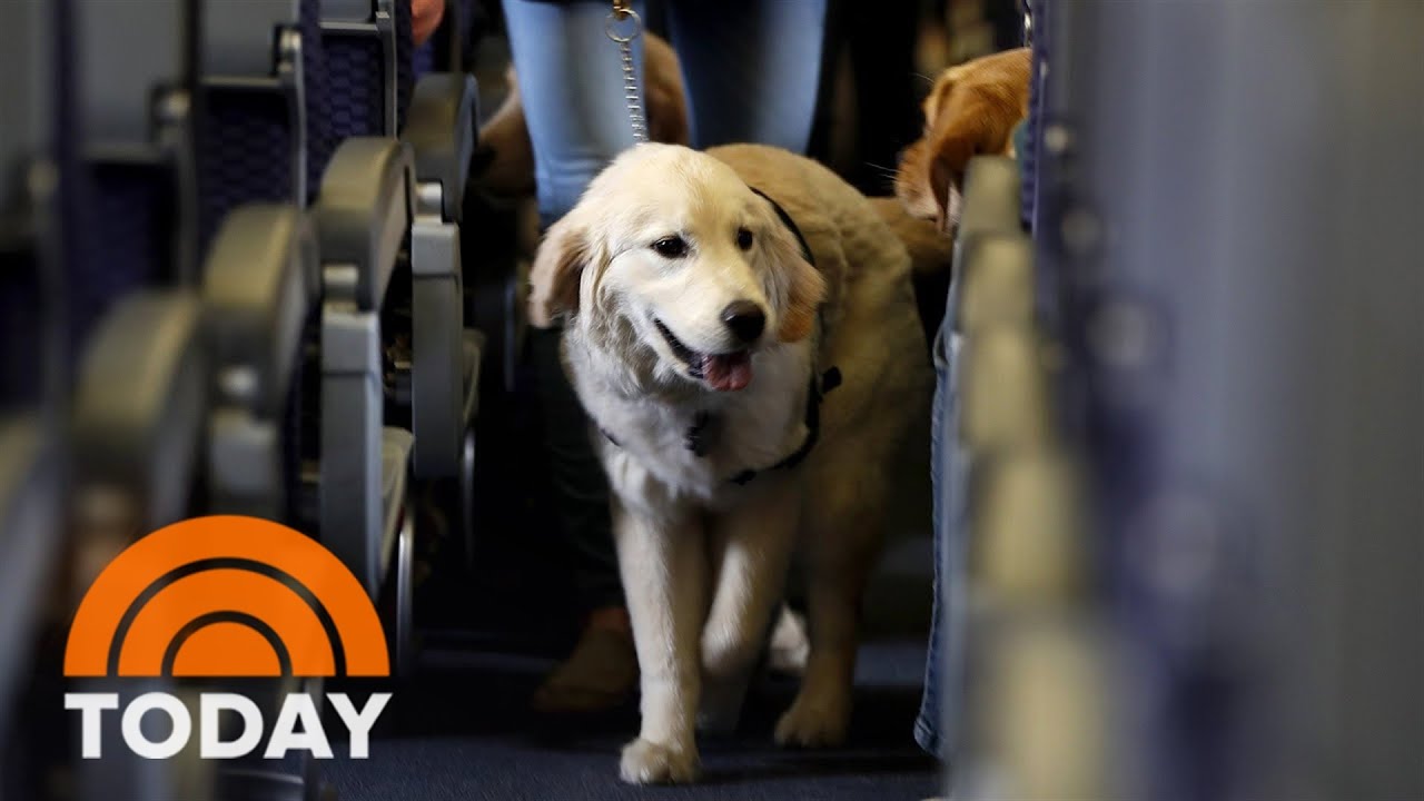 Planning on traveling with your pet? Here&rsquo;s a handy checklist!