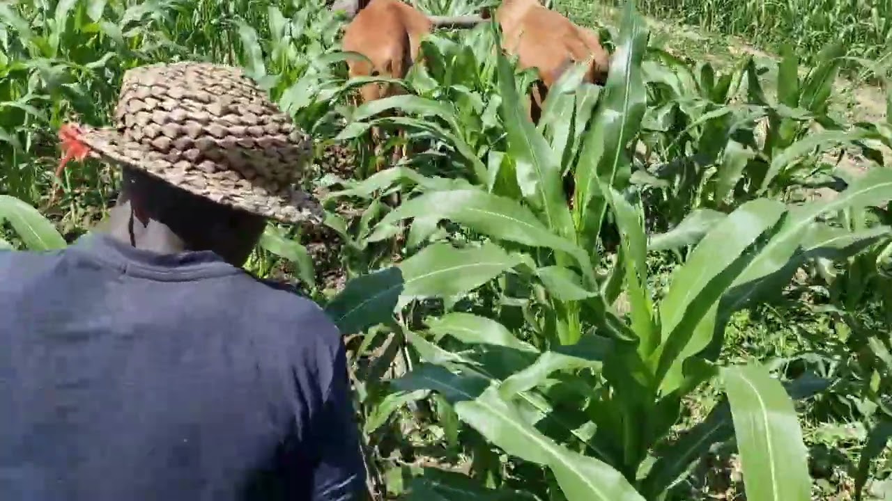 Smallholder Agro-Ecology: Grow your own UREA between your maize with sunnhemp or velvetbean