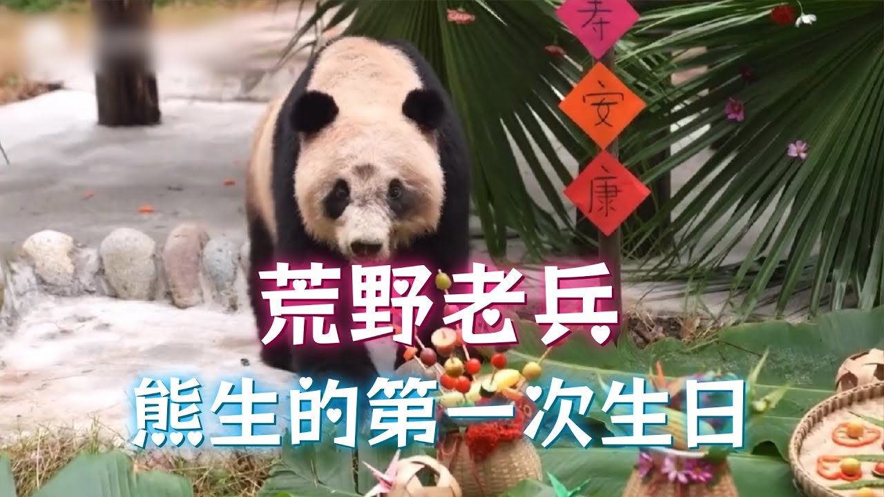 “老野猫“第一次过生日，活了大半辈子，在人类这儿过上了生日，熊猫中心救助熊猫的故事