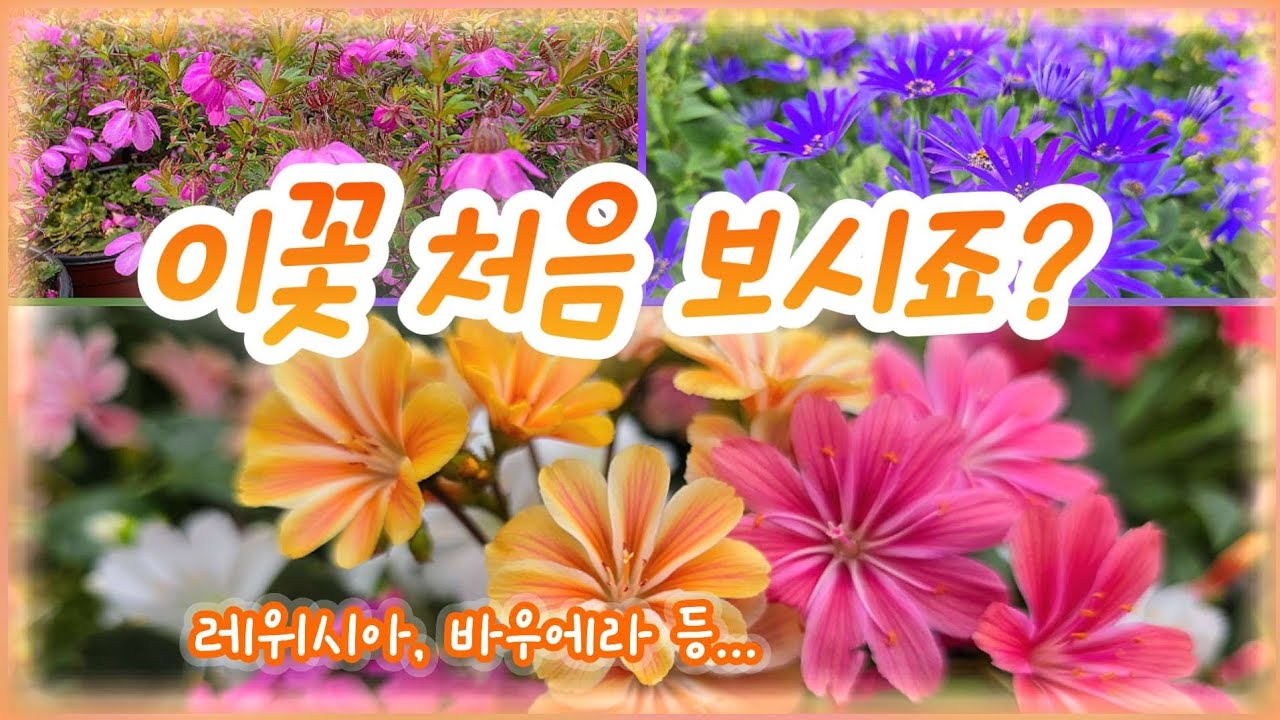 이런 꽃 본적 있으세요? 실물보면 다들 반합니다. #페리칼리스 #레위시아 #바우에라 #프로스탄테라 #레드판도라 #유럽제라늄 #카랑코에웨딩 #플라워러브 #은혜화훼판매장 