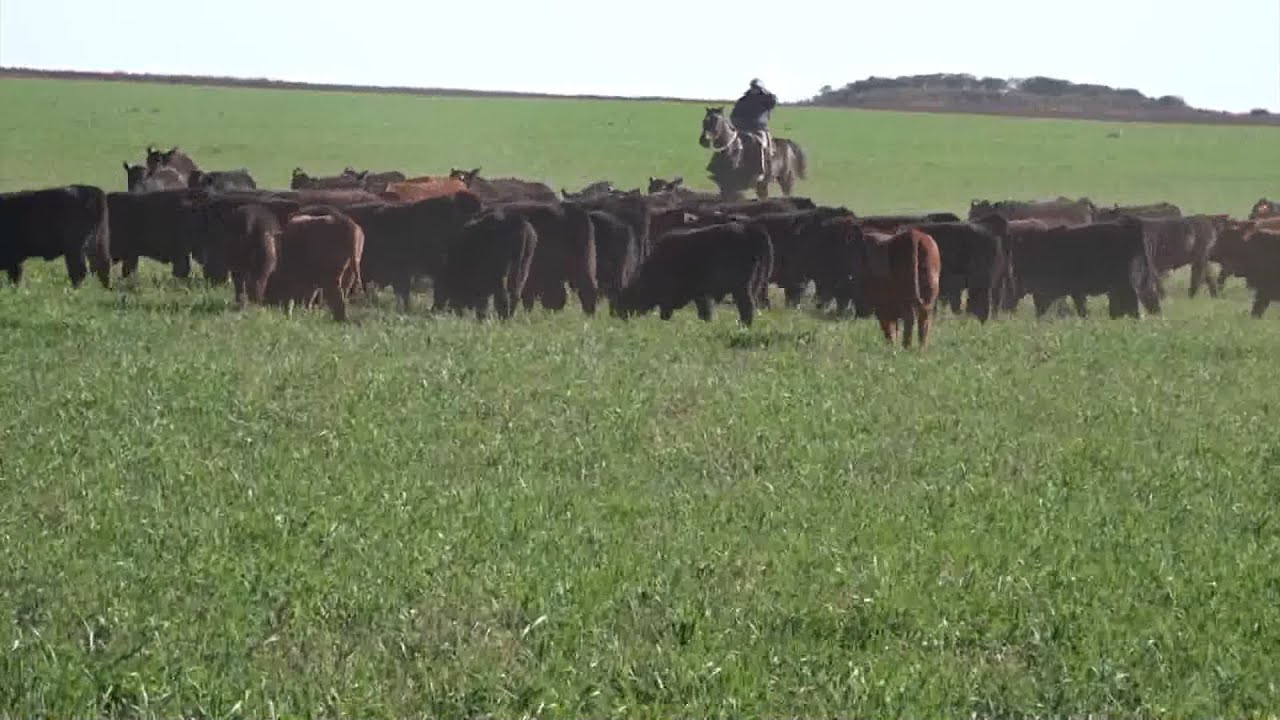 CAMPO ABIERTO 1562
