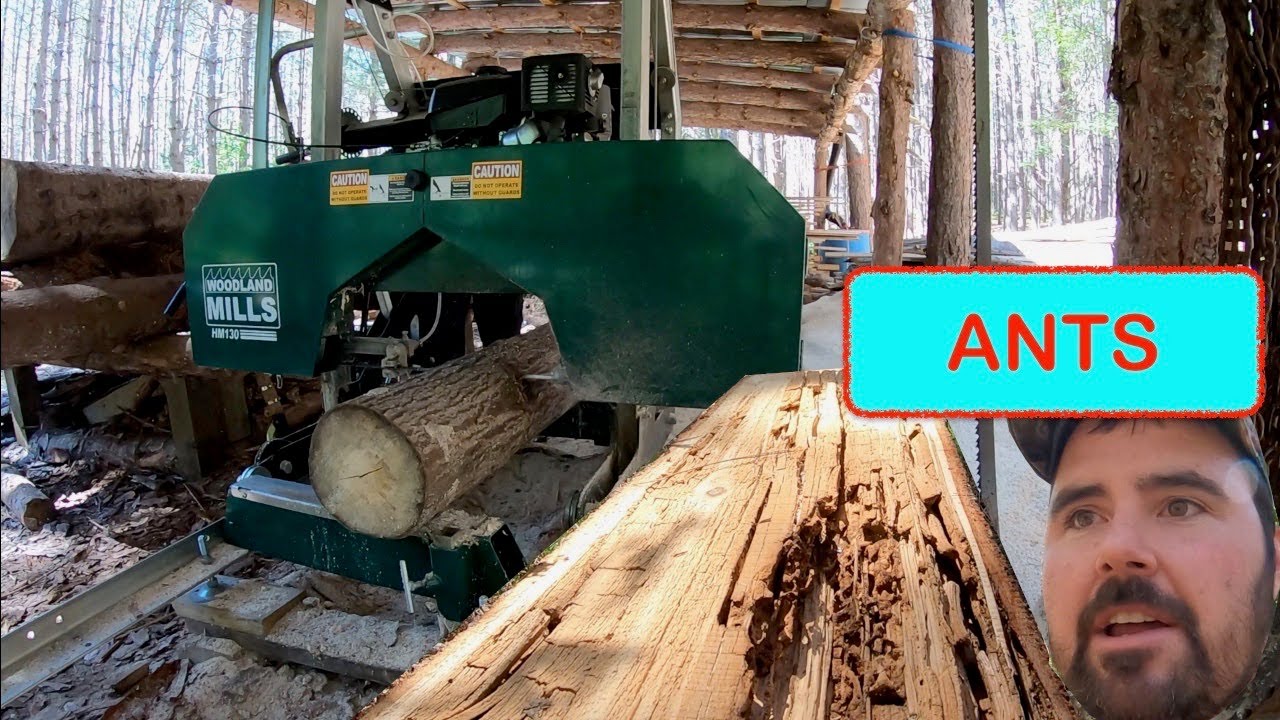 Cutting Poplar with Portable Sawmill | Sawing Logs with Insect Damage