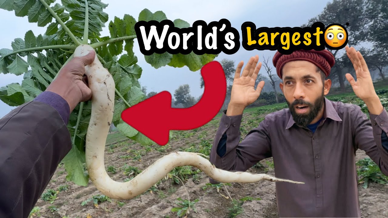 Longest Radish In Pakistan 😳😳 | Azmat