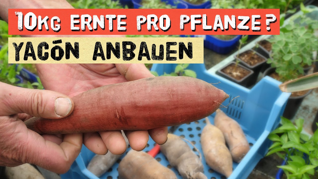 Yakon - sehr ertragreiches Gemüse selber anbauen. Anbautipps vom Gärtner für dieses seltene Gemüse