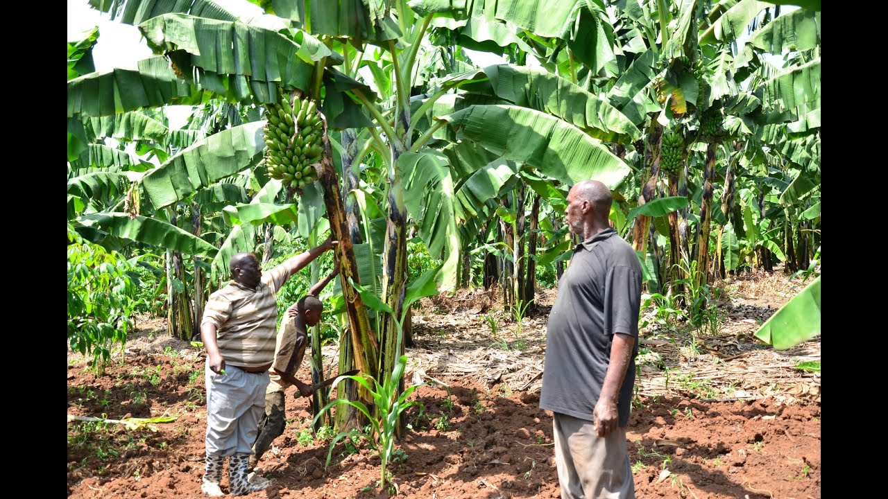 Goberera Bino Ofune Kiralu mu Kulima  Amatooke Ne RUCID (Rural  Organic Agriculture Traininig pt2