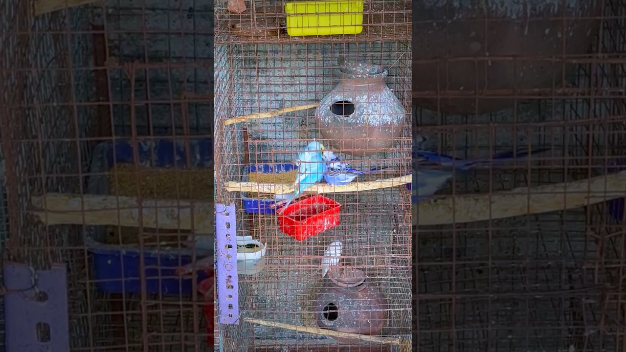 Hagoromo Budgie Breeding and Mating 🧿 || Budgies Parrots Mating || Birds Love ❤️😍 2026