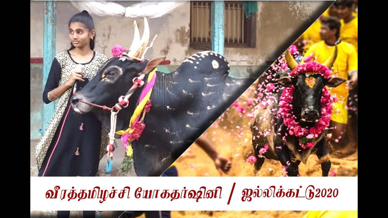 Jallikattu2020, Yoga Darshini.