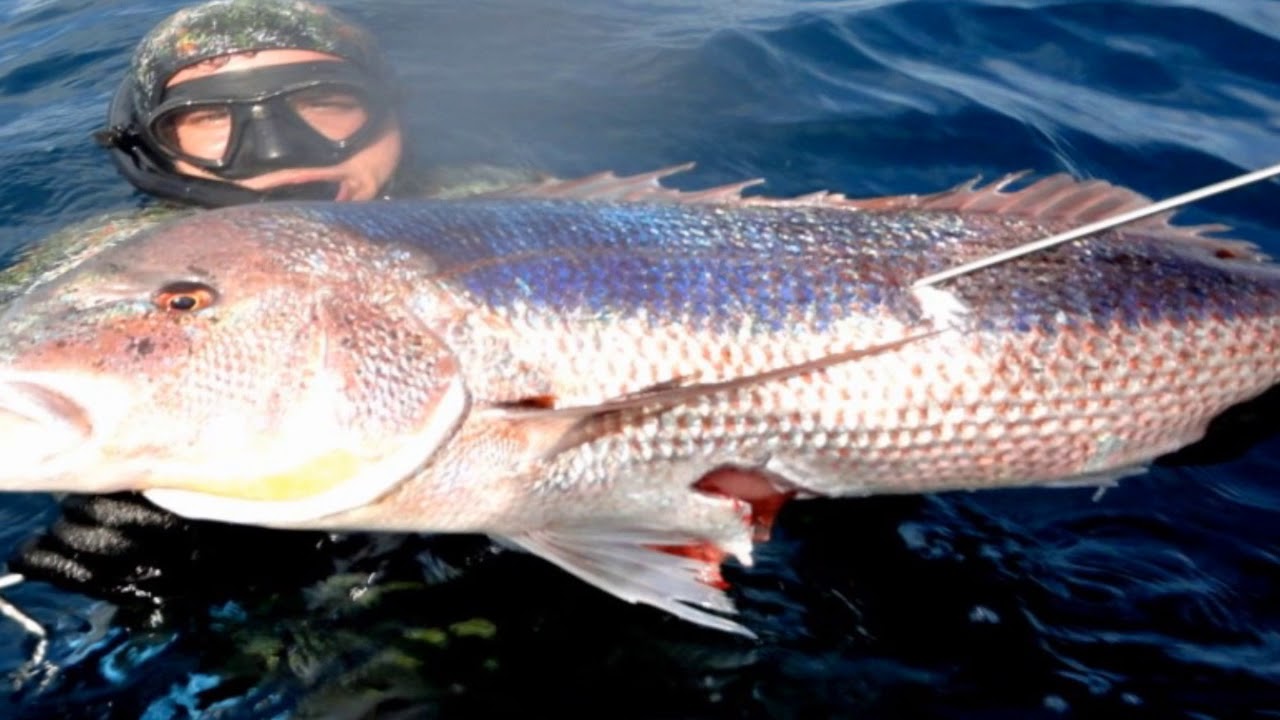 Bleu Tec - Spearfishing Movie 