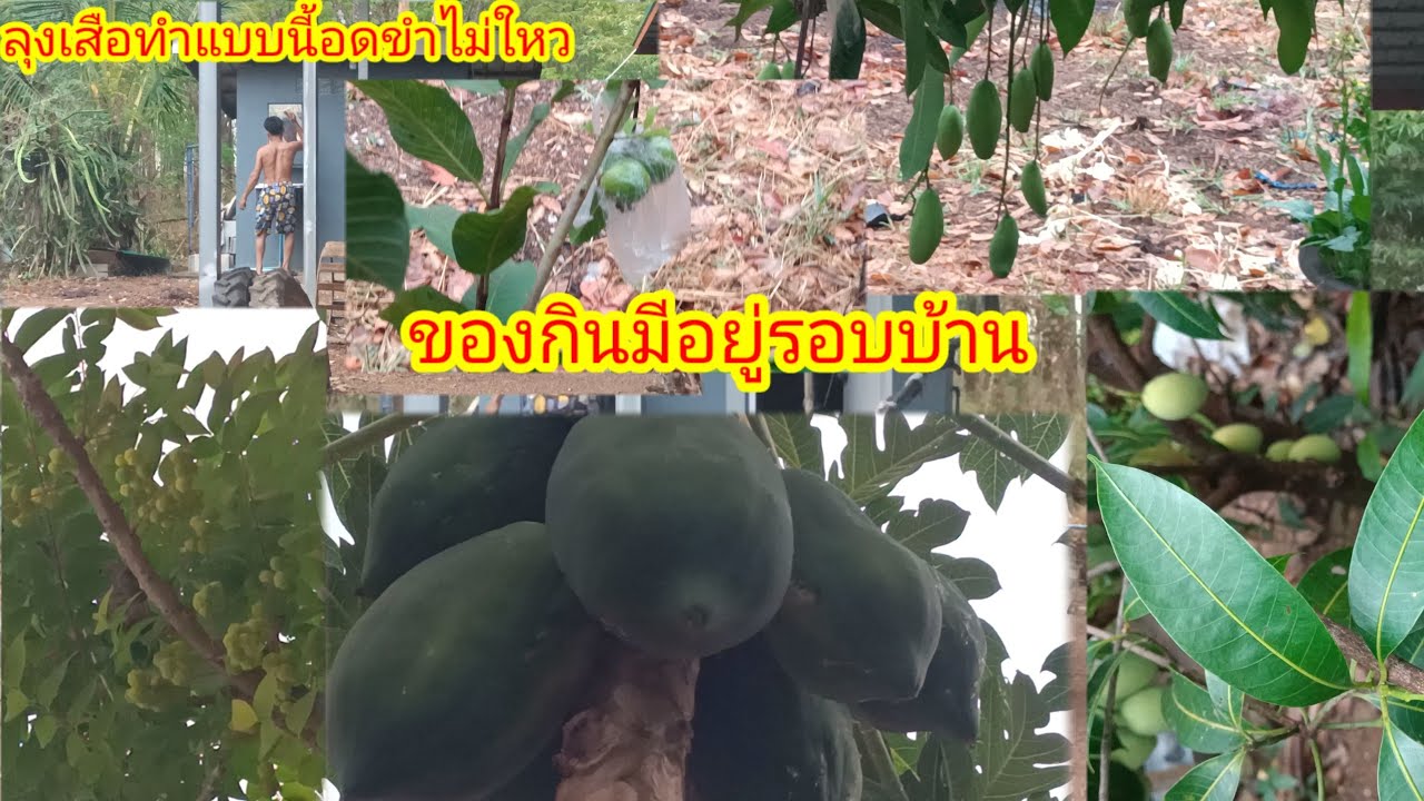 ขำแต่เช้าเมื่อลุงเสือทำแบบนี้!!ต้นไม้รอบบ้านปลูก 3 ปีได้กินแล้ว
