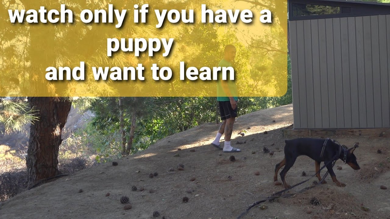 How to connect with a puppy on a different level. ( Leadership )