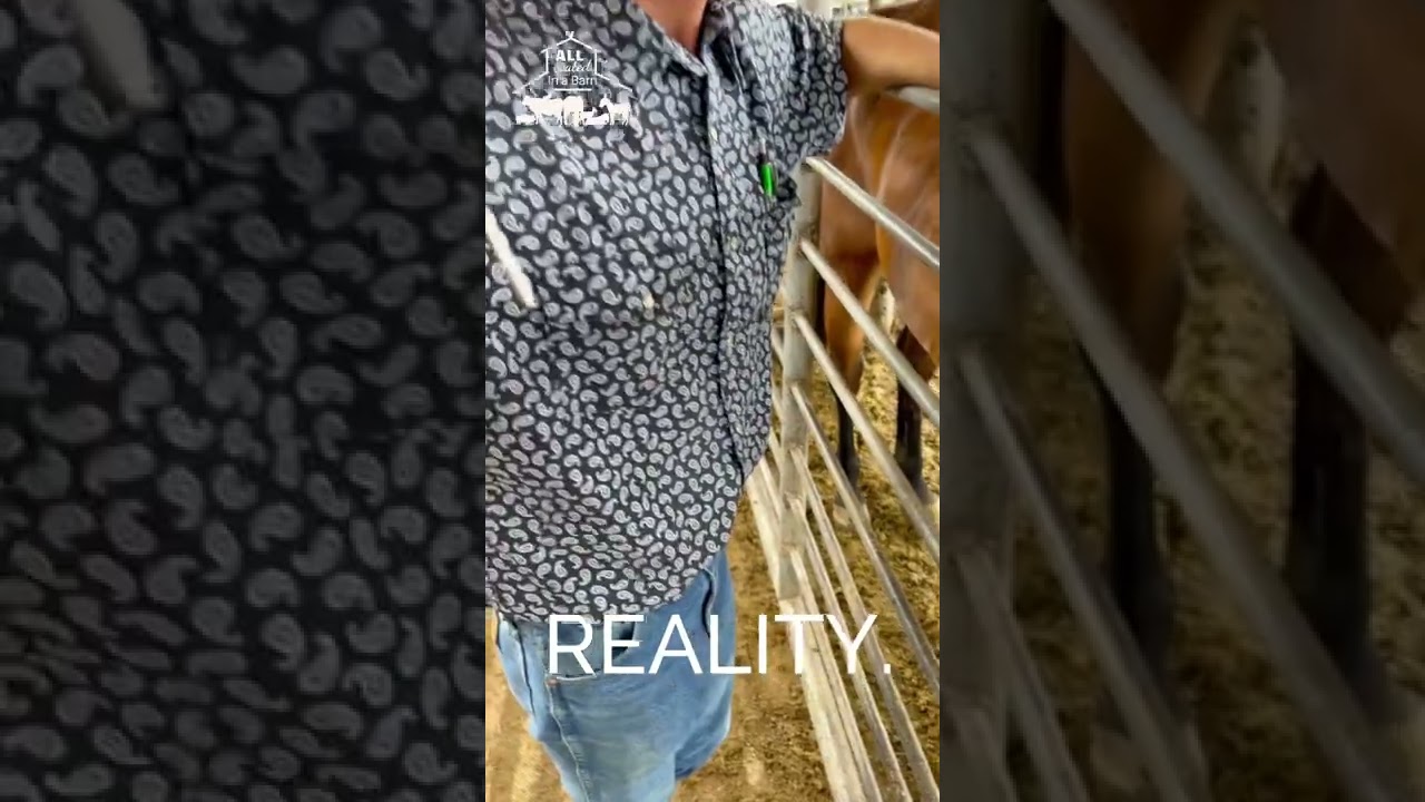 REALITY: horse industry