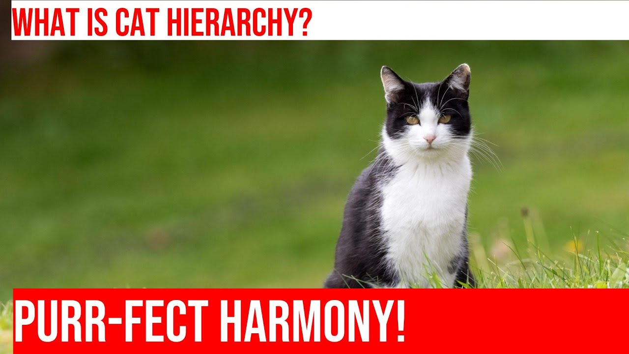 Understanding Cat Hierarchy in a Multi-Cat Household