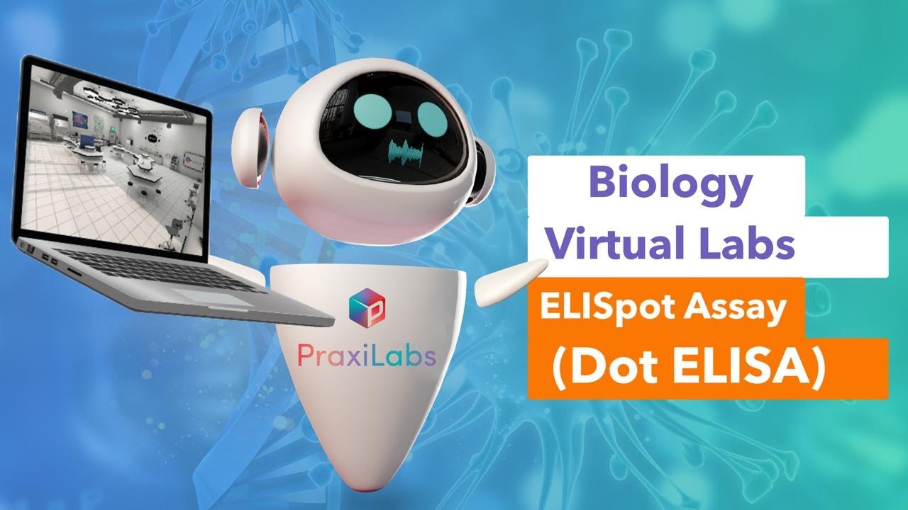 Elispot assay Dot ELISA l Immunology Virtual Lab l PraxiLabs