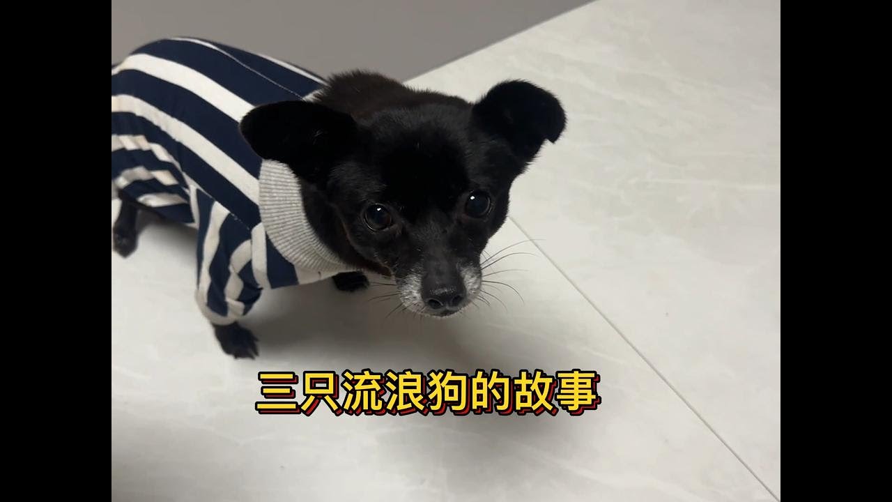 三只流浪狗的故事，每段缘分都值得珍惜，尤其残疾小狗当初太可怜