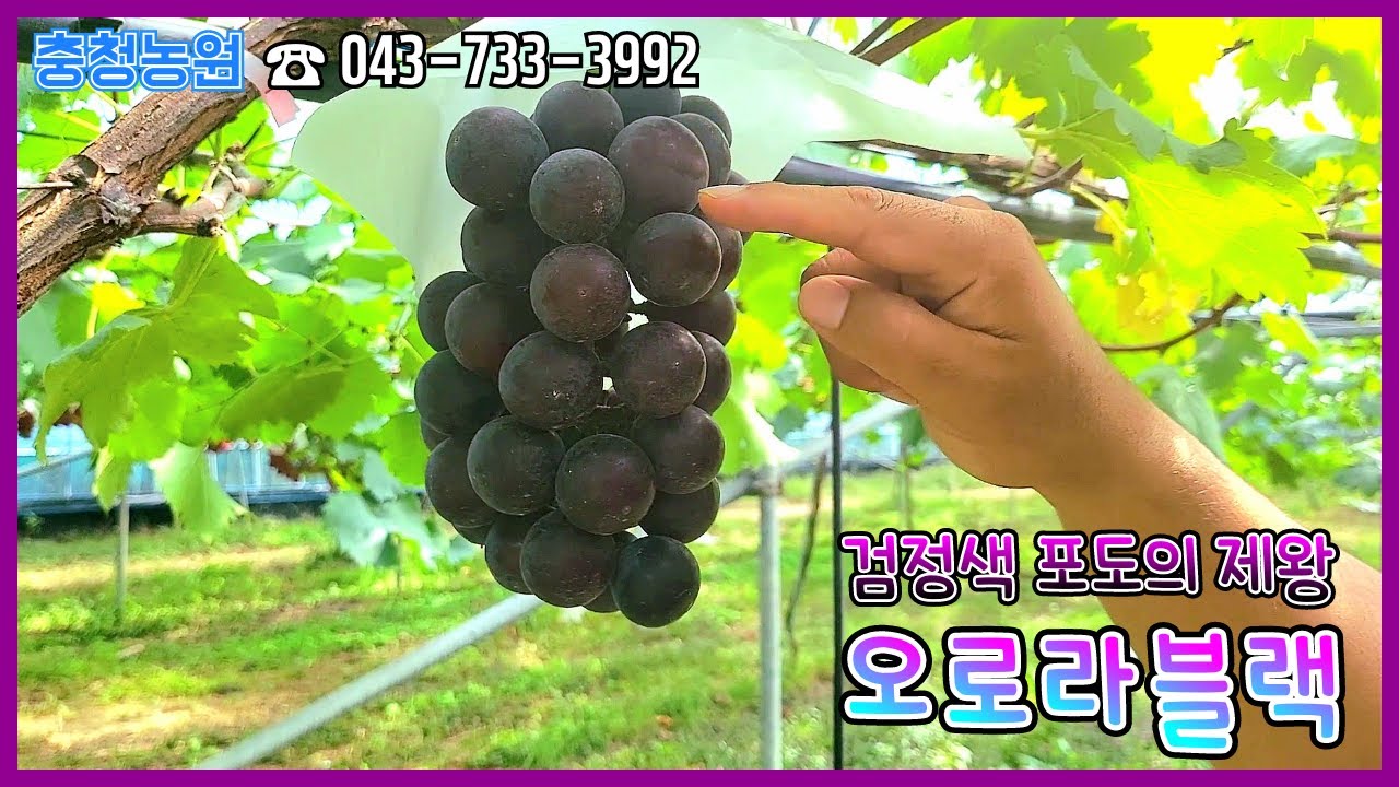 거봉 포도의 제왕 