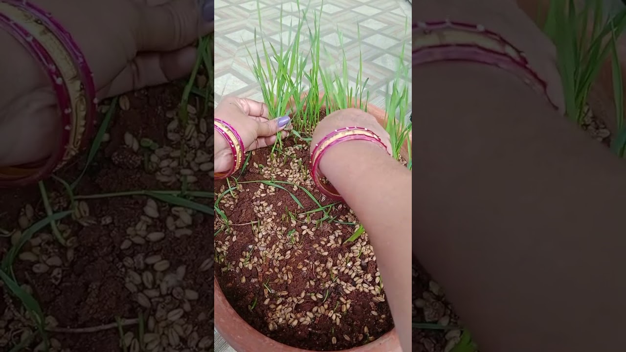 Wheat grass harvest godhuma gaddi harvest 
