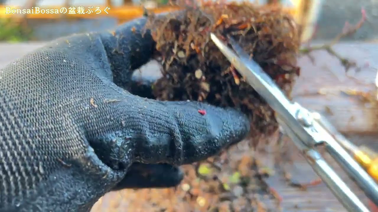 【YMJ7】山もみじの植え替え #盆栽 #bonsai