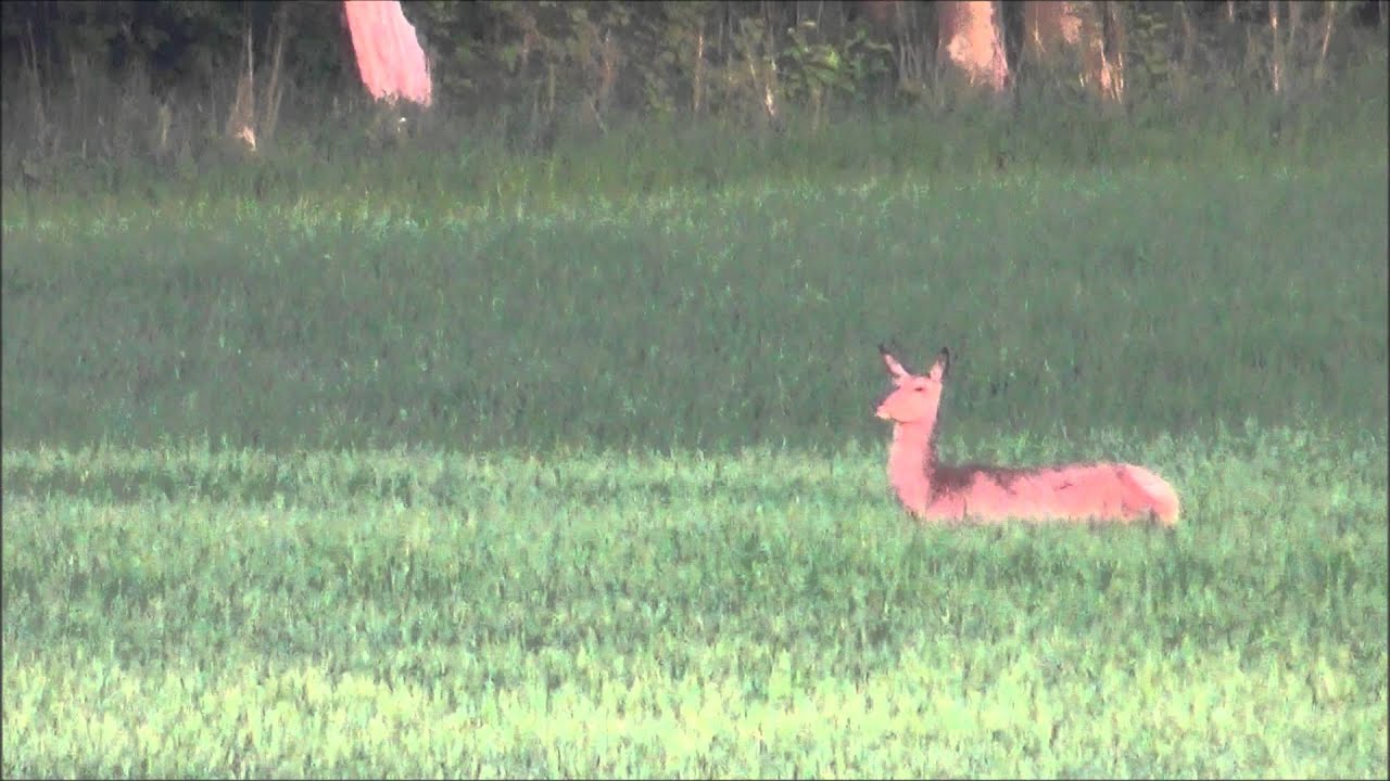 Rotwild , Schmaltier , Auf breiter Front,  Deer, hind, on a broad front,