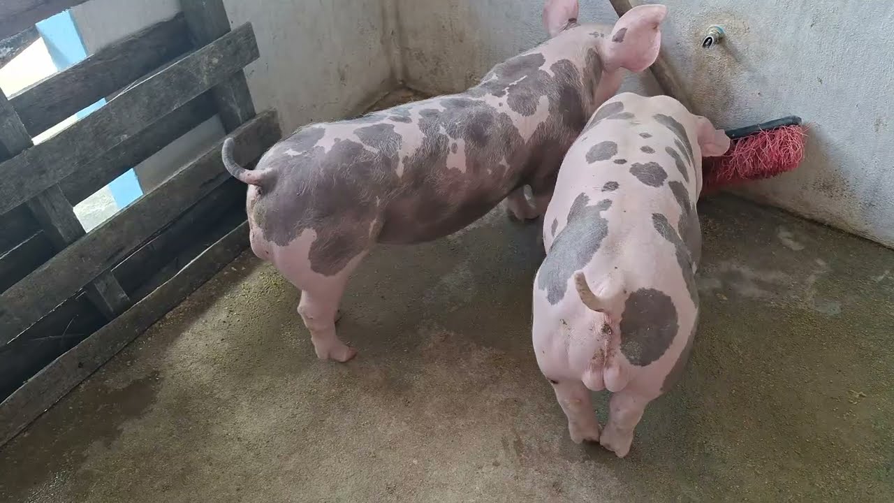 ATENÇÃO GALERA DE SERGIPE QUE TEM INTERESSE EM REPRODUTOR PIETRAIN P.O | CIEL SUÍNOS 