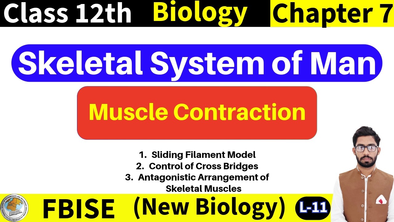 Muscle Contraction - Sliding Filament Model | Control of Cross Bridges | Class 12 FBISE New Biology