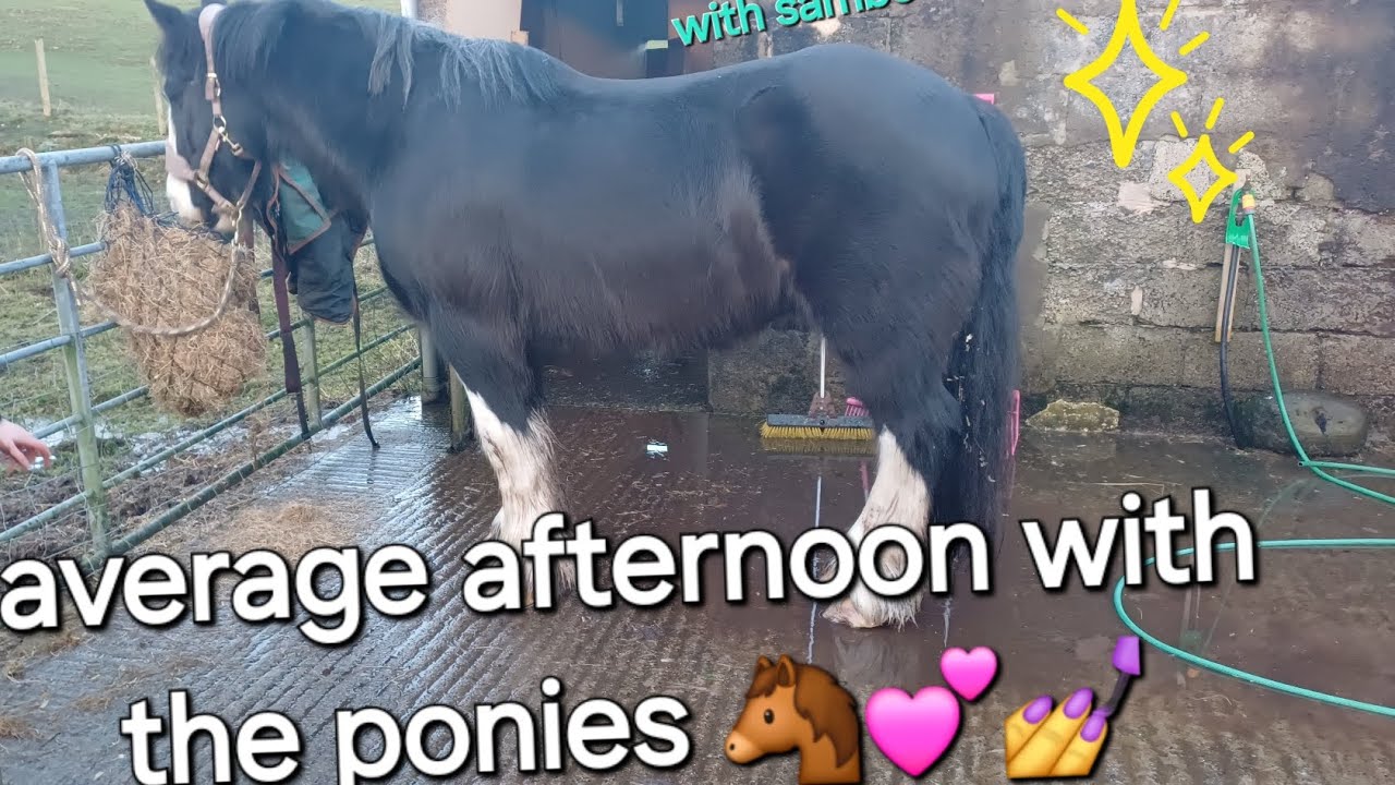 SPEND THE EVENING WITH  SAM AND CHARLIE! #horse #equestrian #fyp 