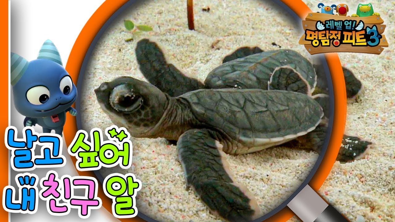 [EBS놀이터] 명탐정 피트3🔎｜날고 싶어｜내 친구 알｜숲 속 수사대｜동물｜식물｜곤충｜애니메이션